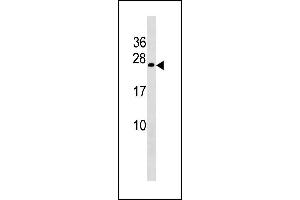 Image no. 1 for anti-COX4 Neighbor (COX4NB) (AA 78-106) antibody (ABIN1881224)