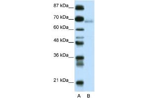 anti-Zinc Finger and BTB Domain Containing 22 (ZBTB22) (C-Term) antibody