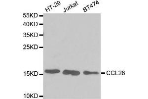Image no. 1 for anti-Chemokine (C-C Motif) Ligand 28 (CCL28) antibody (ABIN3023406)