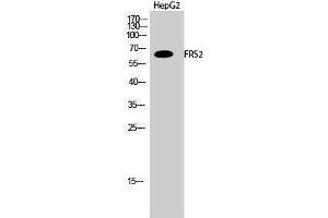 Image no. 1 for anti-Fibroblast Growth Factor Receptor Substrate 2 (FRS2) (Tyr580) antibody (ABIN3184696)