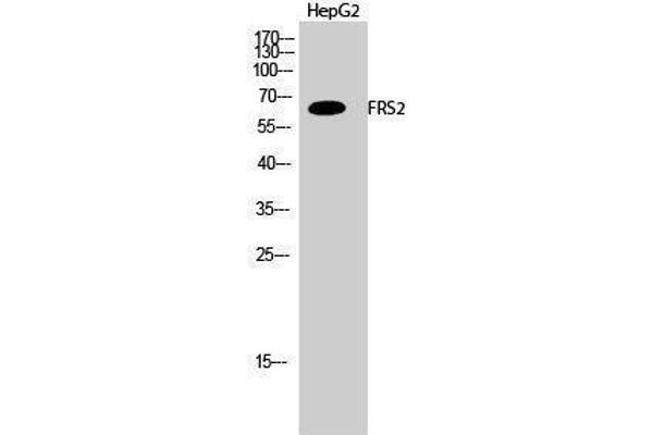 FRS2 antibody  (Tyr580)