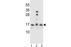 Image no. 3 for anti-HOP Homeobox (HOPX) (AA 39-67) antibody (ABIN3031253)