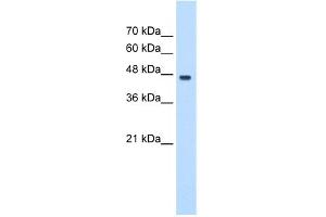 anti-Proliferation-Associated 2G4, 38kDa (PA2G4) (C-Term) antibody