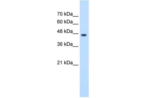 anti-Proliferation-Associated 2G4, 38kDa (PA2G4) (C-Term) antibody
