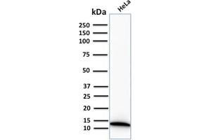 Image no. 1 for anti-S100 Calcium Binding Protein A4 (S100A4) (AA 1-200) antibody (ABIN6940545)