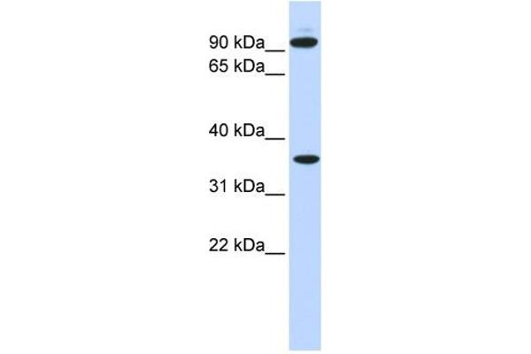 EXT2 antibody  (N-Term)