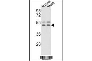 Image no. 1 for anti-Vitronectin (VTN) (AA 352-379), (C-Term) antibody (ABIN391672)