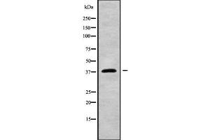anti-Fucosyltransferase 2 (Secretor Status Included) (FUT2) (Internal Region) antibody