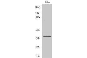 Image no. 1 for anti-Olfactory Receptor, Family 4, Subfamily Q, Member 3 (OR4Q3) (C-Term) antibody (ABIN3186107)