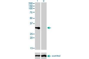 Image no. 2 for anti-CD27 Molecule (CD27) (AA 1-260) antibody (ABIN560236)