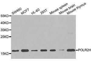 POLR2H antibody  (AA 1-150)