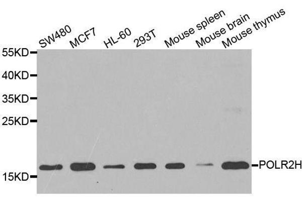 POLR2H Antikörper  (AA 1-150)