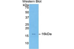 TGFB1 Antikörper  (AA 279-390)
