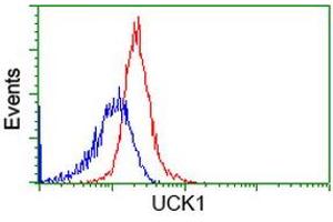 Image no. 2 for anti-Uridine-Cytidine Kinase 1 (UCK1) antibody (ABIN2734964)