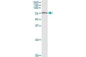 Immunoprecipitation of GBE1 transfected lysate using anti-GBE1 MaxPab rabbit polyclonal antibody and Protein A Magnetic Bead , and immunoblotted with GBE1 purified MaxPab mouse polyclonal antibody (B01P) .