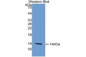 Image no. 1 for anti-Platelet Factor 4 (PF4) (AA 30-105) antibody (ABIN2118631)