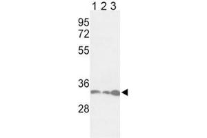 Image no. 2 for anti-Proliferating Cell Nuclear Antigen (PCNA) (AA 89-117) antibody (ABIN3032322)