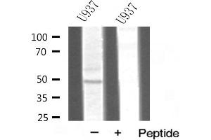 Image no. 2 for anti-TNF Receptor-Associated Factor 1 (TRAF1) (C-Term) antibody (ABIN6265702)