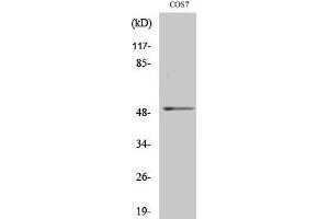 Image no. 1 for anti-Fibroblast Growth Factor Receptor Substrate 3 (FRS3) (Internal Region) antibody (ABIN3184698)