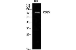 Image no. 2 for anti-CD93 (CD93) (Internal Region) antibody (ABIN3181439)