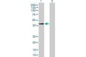 MTFR1 antibody  (AA 1-333)