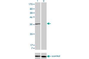Image no. 1 for anti-Cell Cycle Checkpoint Protein RAD1 (RAD1) (AA 1-90) antibody (ABIN562541)