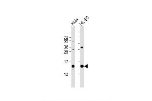 Image no. 2 for anti-PHD Finger Protein 5A (PHF5A) (AA 81-110), (C-Term) antibody (ABIN657423)