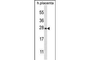 Image no. 1 for anti-Synaptosomal-Associated Protein, 23kDa (SNAP23) (AA 170-199), (C-Term) antibody (ABIN5534717)