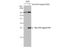 Image no. 3 for anti-CD81 (CD81) (Center) antibody (ABIN2855163)