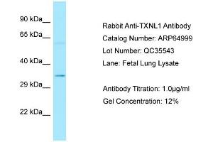 Image no. 1 for anti-Thioredoxin-Like 1 (TXNL1) (C-Term) antibody (ABIN2790016)