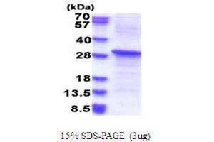 Image no. 1 for REV1, Polymerase (DNA Directed) (REV1) (AA 51-256) protein (His tag) (ABIN5853688)