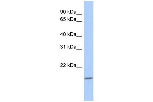 anti-C-Type Lectin-Like 1 (CLECL1) (N-Term) antibody