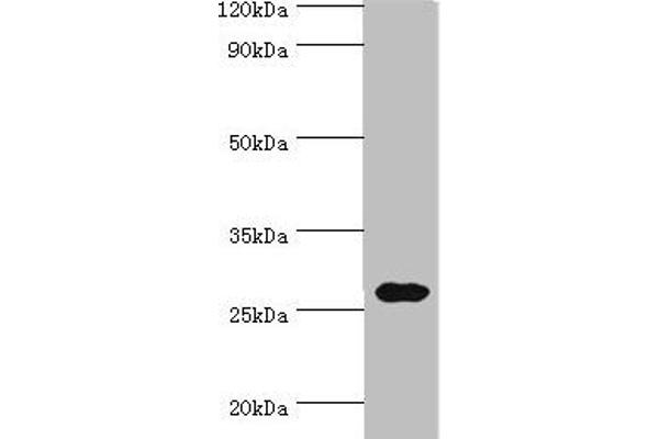 CRISP2 antibody  (AA 22-243)