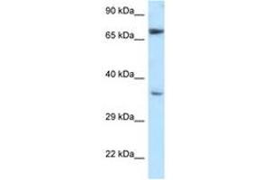 Image no. 1 for anti-Nucleoredoxin (NXN) (AA 90-139) antibody (ABIN6747626)