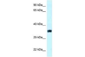 Image no. 1 for anti-Solute Carrier Family 25, Member 33 (SLC25A33) (Middle Region) antibody (ABIN926520)