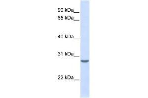 Image no. 1 for anti-Tetraspanin 6 (TSPAN6) (N-Term) antibody (ABIN634550)