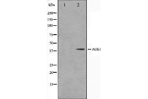 SAE1 antibody  (Internal Region)