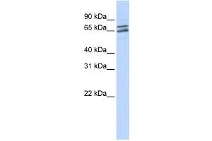 Image no. 1 for anti-Poly(A) Polymerase gamma (PAPOLG) antibody (ABIN2458544)