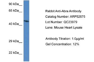 Western Blotting (WB) image for anti-Actin-Binding rho Activating Protein (ABRA) (C-Term) antibody (ABIN2785042)