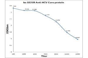 HCV Core Protein antibody
