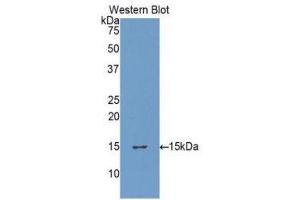 FURIN antibody  (AA 105-221)