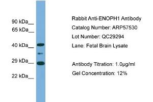 Image no. 1 for anti-Enolase-Phosphatase 1 (ENOPH1) (Middle Region) antibody (ABIN2787264)