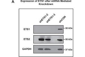 Image no. 7 for anti-V-Ets Erythroblastosis Virus E26 Oncogene Homolog 2 (ETS2) (Center) antibody (ABIN2855845)