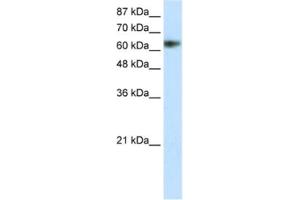 Image no. 1 for anti-Zinc Finger and SCAN Domain Containing 18 (ZSCAN18) antibody (ABIN2460688)