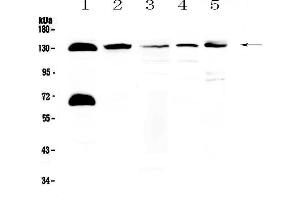 Image no. 1 for anti-E3 ubiquitin-protein ligase NEDD4-like (NEDD4L) (AA 703-975) antibody (ABIN5693274)