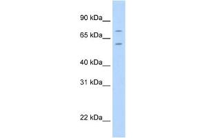Image no. 2 for anti-Forkhead Box K1 (Foxk1) (C-Term) antibody (ABIN2780178)