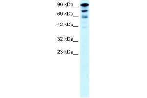 Image no. 2 for anti-Kinesin Family Member 5A (KIF5A) (Middle Region) antibody (ABIN630647)