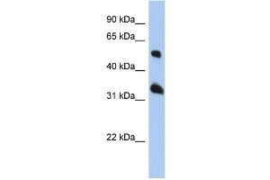 Image no. 1 for anti-Tetraspanin 33 (TSPAN33) (Middle Region) antibody (ABIN2774121)