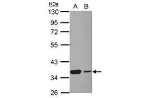 Image no. 3 for anti-Heat Shock Transcription Factor 2 Binding Protein (HSF2BP) (AA 1-259) antibody (ABIN1501895)