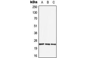 Image no. 1 for anti-Apolipoprotein B mRNA Editing Enzyme, Catalytic Polypeptide-Like 3A (APOBEC3A) (Center) antibody (ABIN2705486)